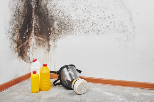 Best Mold Cleaning Services  in Manitou Beach Devils Lake, MI