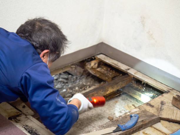 Best Mold Testing  in Manitou Beach Devils Lake, MI