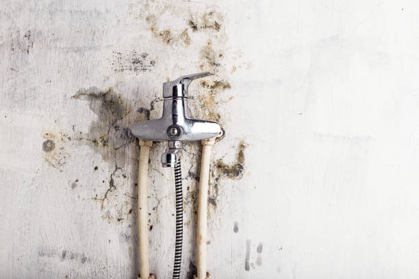 Best Affordable Mold Removal  in Manitou Beach Devils Lake, MI