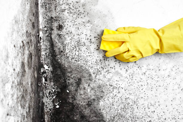 Best Black Mold Removal  in Manitou Beach Devils Lake, MI