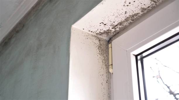 Best Fast Mold Removal  in Manitou Beach Devils Lake, MI