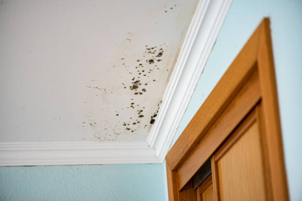Best Mold Damage Repair  in Manitou Beach Devils Lake, MI