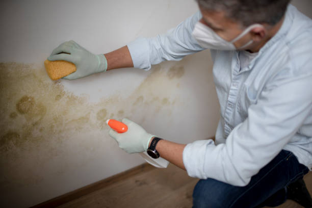Attic Mold Removal in Manitou Beach Devils Lake, MI