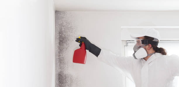 Certified Mold Removal in Manitou Beach Devils Lake, MI