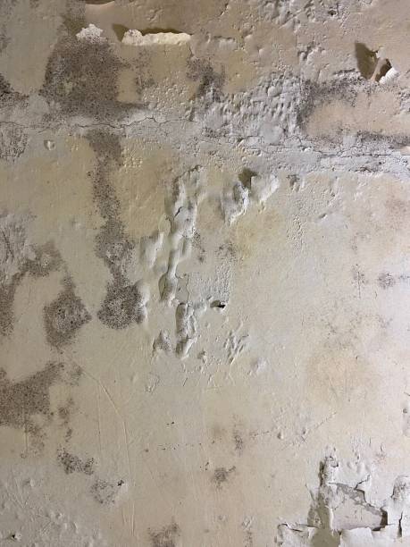 Best Emergency Mold Removal  in Manitou Beach Devils Lake, MI
