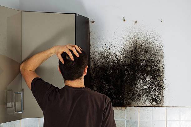 Mold Testing and Removal in Manitou Beach Devils Lake, MI