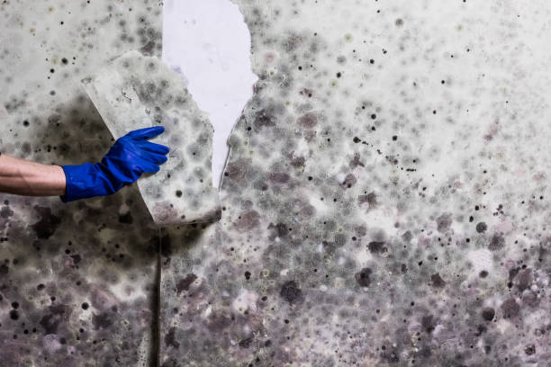 Best Mold Damage Repair  in Manitou Beach Devils Lake, MI